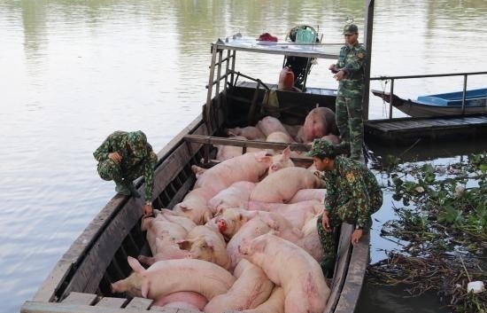 Strengthening efforts to combat smuggling and illegal pig transport