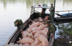 strengthening efforts to combat smuggling and illegal pig transport