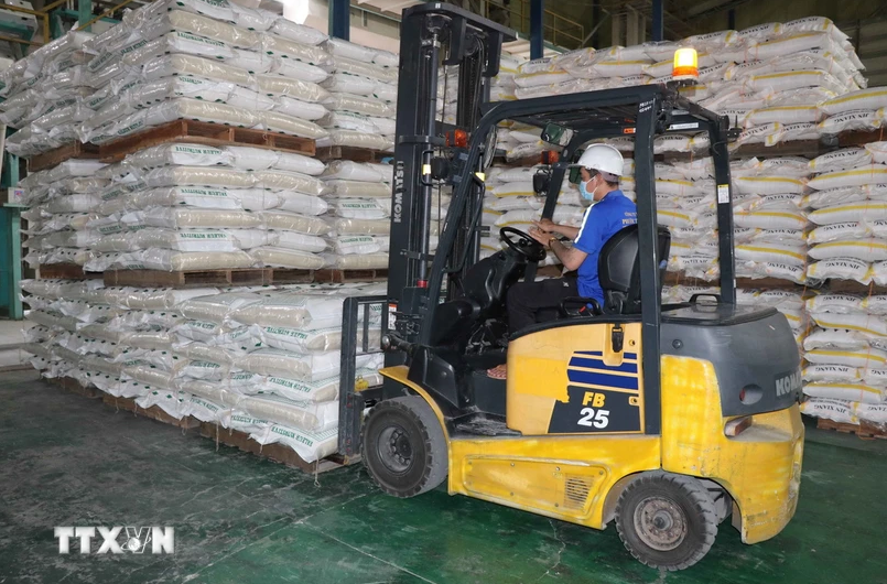 Customs data show that in the first half of November alone, the country exported 293,484 tonnes of rice. (Photo: VNA)