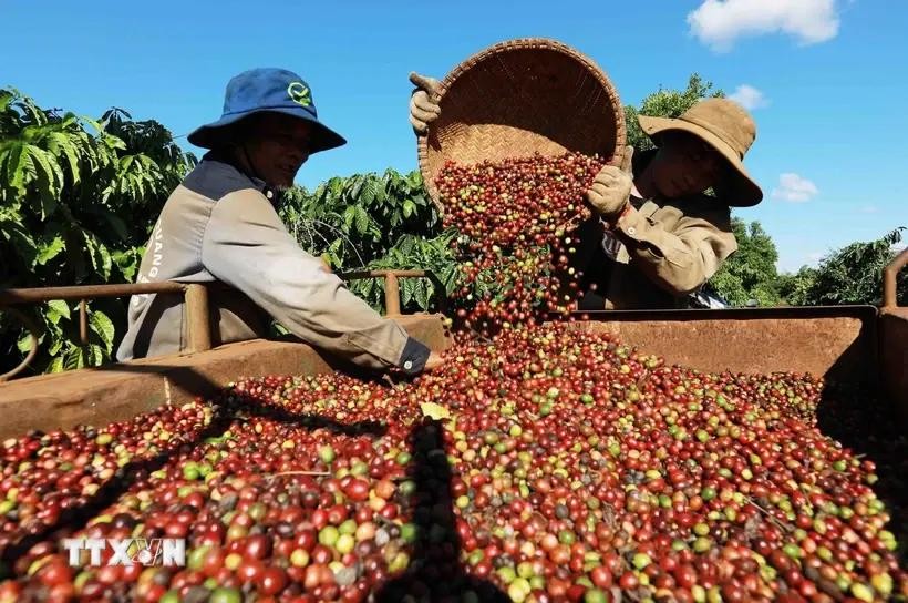 Farmers harvest coffee beans in Buon Ma Thuot city, Dak Lak province (Photo: VNA)