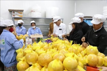 Hai Duong exports grapefruit to EU