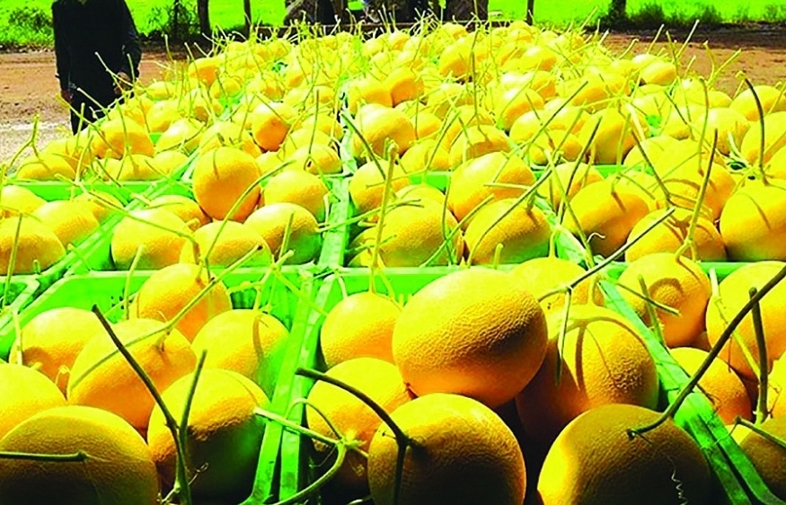 Accelerating official fruit and vegetable exports to China