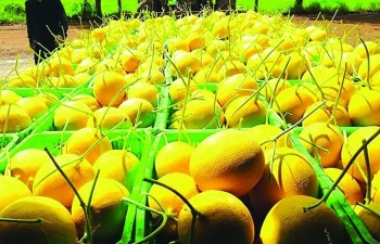 Accelerating official fruit and vegetable exports to China