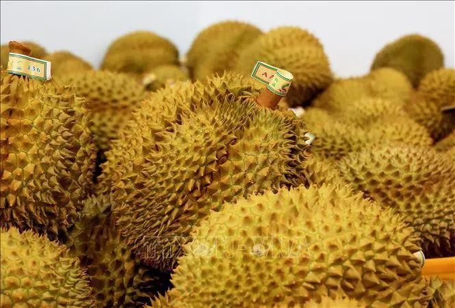 Vietnamese durians for export to China (Photo: VNA)