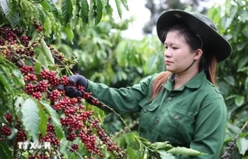 Vietnam’s coffee exports possibly top 5 billion USD for first time