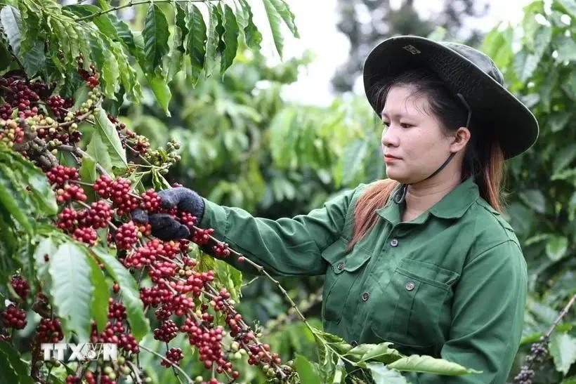 This year's coffee export revenue is predicted to set a new record of 5.5 billion USD, according to the Vietnam Coffee and Cocoa Association. (Photo: VNA)