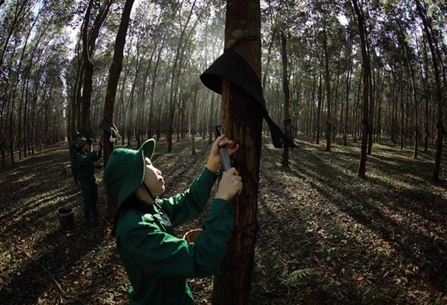 A worker extracts rubber latex at a plantation in the Central Highland province of Gia Lai. (Photo: VNA)