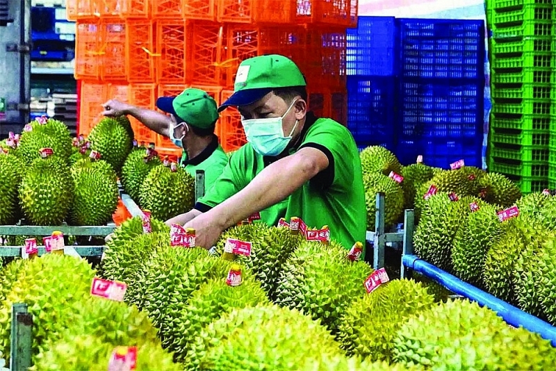 Durian is one of Vietnam's key agricultural export products. Photo: Ngoc Thach