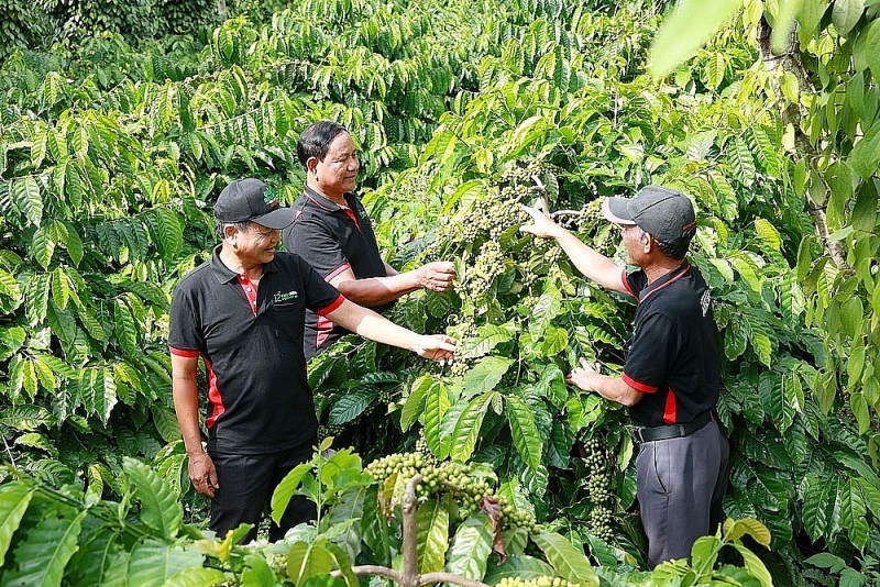 The average export price of coffee in the first 11 months of 2024 is estimated at 4,037 USD/ton, up 56.9% over the same period in 2023. Illustration: Nestlé Vietnam