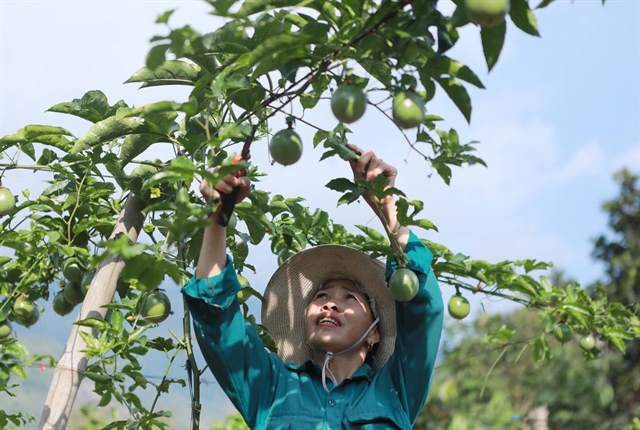 Việt Nam expects to officially export passion fruit to the US next year