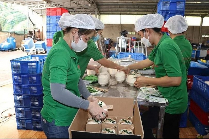 Opening of overseas markets boosts coconut exports