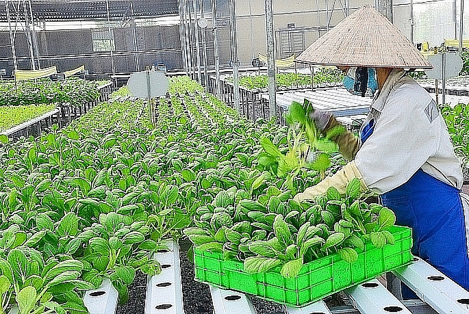 Many cooperatives in Hanoi have been developing green agricultural models that are safe and environmentally friendly. Illustration photo: collected