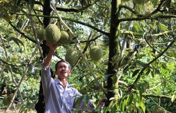 Việt Nam’s durian exports to China plummet by 80%