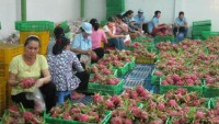 Vietnam suffers as China sets trade barriers on farm produce
