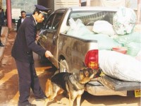 The story of training sniffing dogs of Vietnamese Customs