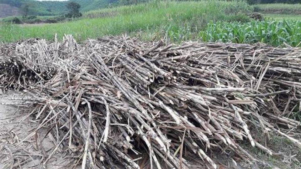 unfair competition strangles the sugarcane enterprises