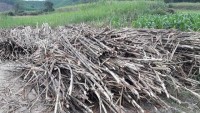 Unfair competition "strangles" the sugarcane enterprises?