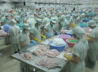 china overtakes the us as the largest import market for catfish from vietnam