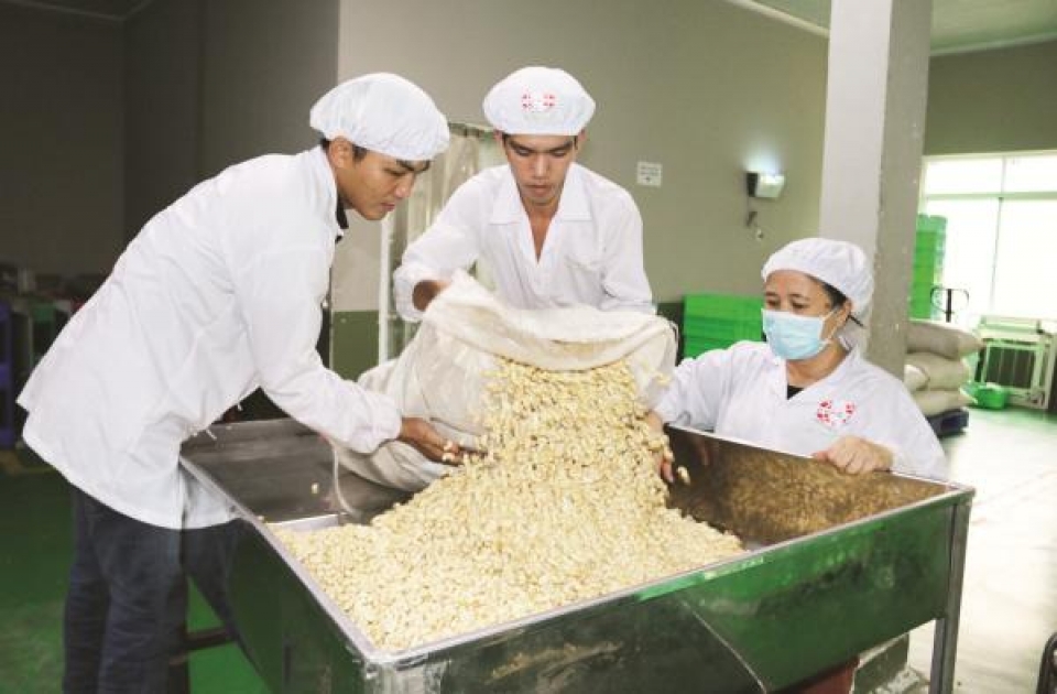 to escape the trap for cashew industry