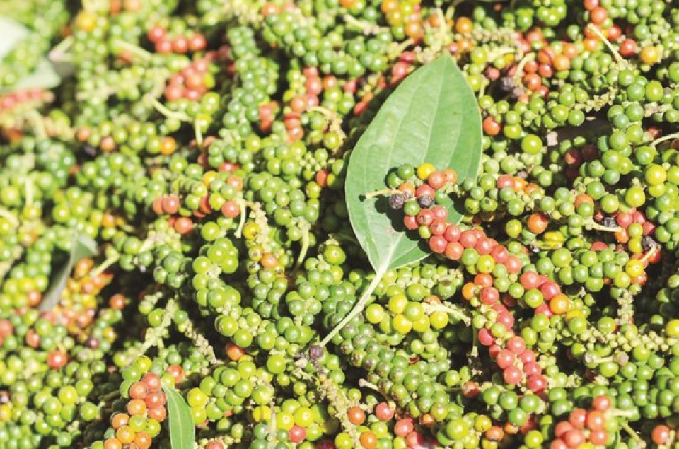 unstable prices pepper turns to clean production