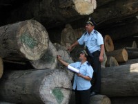 The Customs need to strengthen cooperation to combat illegal smuggling of logs