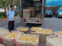 lang son poultry smuggling is still hot issue