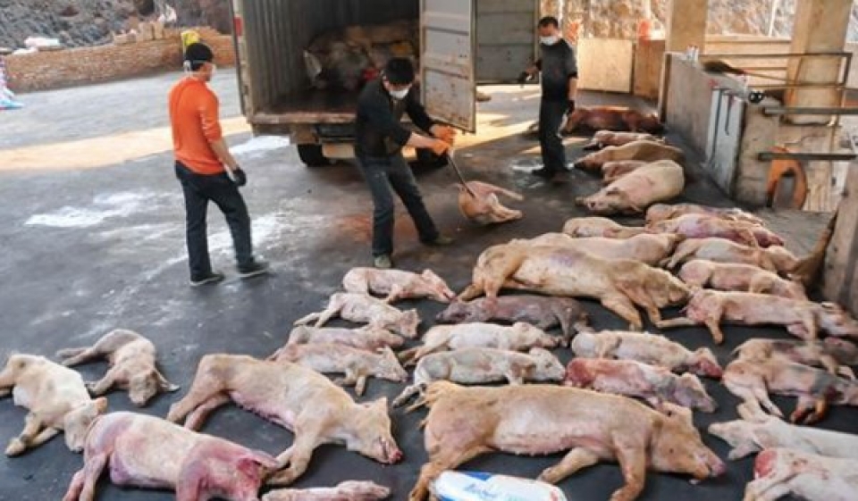 the agricultural sector wind up to prevent african swine fever