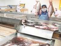 Pangasius exports still have both gladness and anxiety