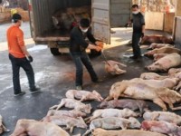 The agricultural sector “wind up” to prevent African swine fever