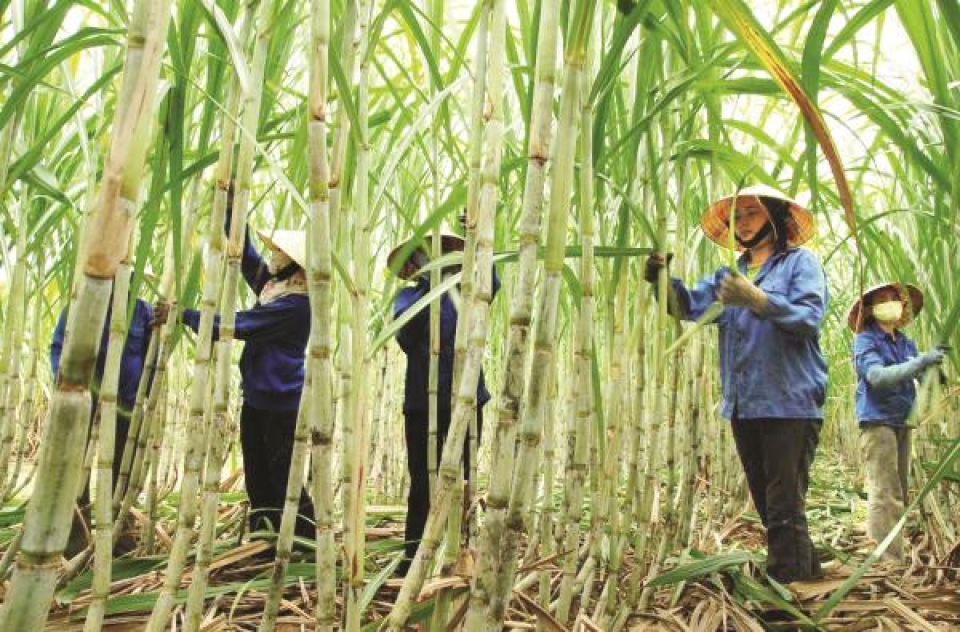 sugarcane businesses to try to cope with atiga