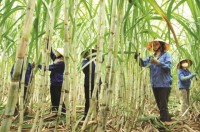 Sugarcane businesses to try to cope with ATIGA
