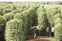 sustainable growth for pepper industry