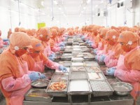 Seafood exports to the EU: Drastic not to be the yellow card