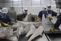 opportunity for vietnam to promote tuna exports to the us