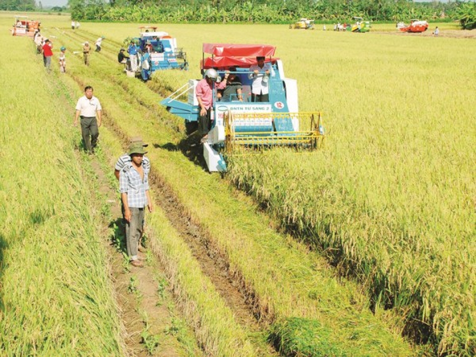 rice export grows steadily