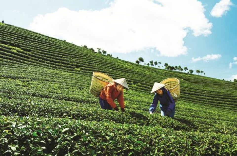 tea exports have positive signs