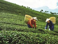 Tea exports have positive signs.