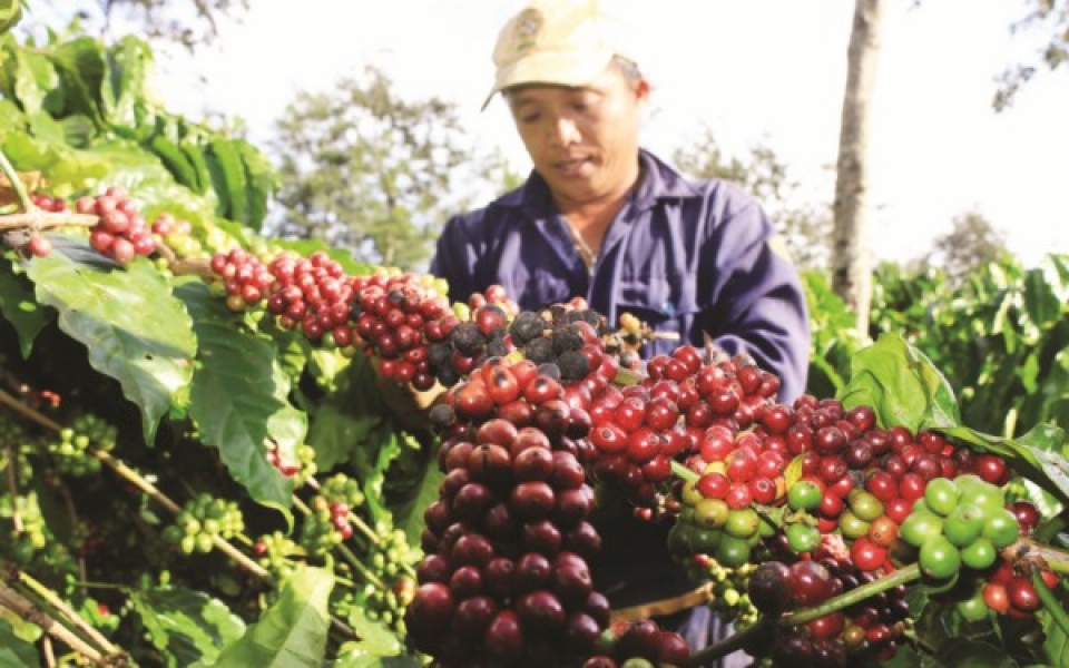 public private partnership for transferring coffee exports from bagging to packaging