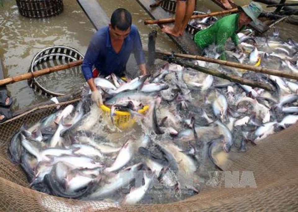 exporters are worried about a rapid increase in the price of pangasius catfishes