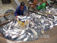 Exporters are worried about a rapid increase in the price of pangasius catfishes