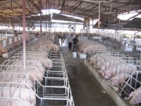 Temporarily imported meat and viscera products into Vietnam to be stopped