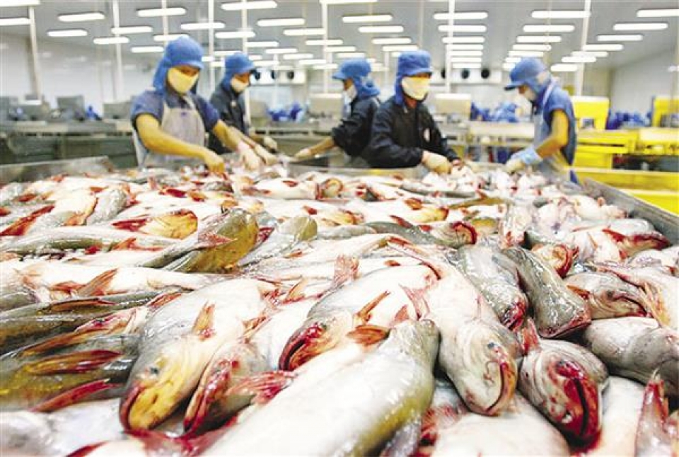 suspending unqualified food safety certificates for catfishes