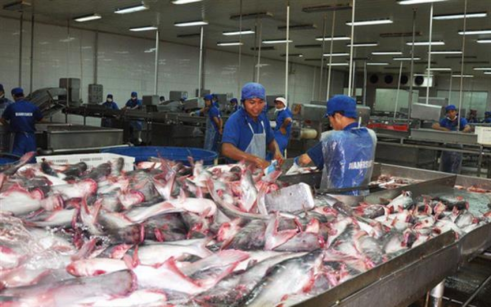 china overtakes the us as the largest import market for catfish from vietnam