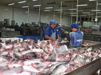 China overtakes the US as the largest import market for catfish from Vietnam