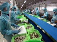Over 102 billion vnd to improve the competitiveness of the fishery