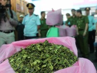 handling of khat leaves waiting for guidance of the ministry of public security