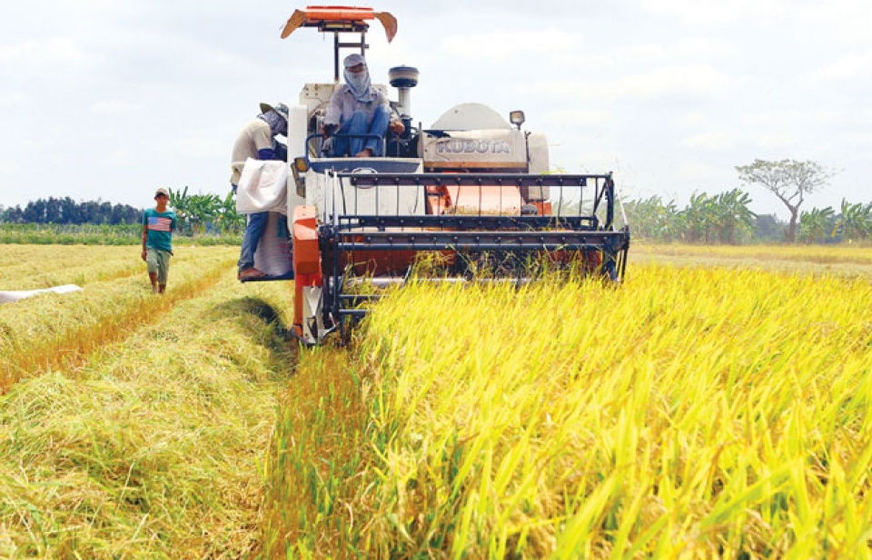 rice export slumps in second quarter