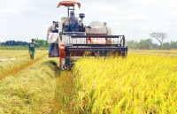 Rice export slumps in second quarter
