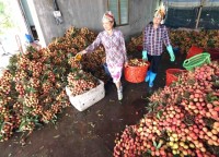 vietnam earns 42mln from lychee export to china