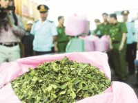 Prosecute the case of transporting 2.6 tons of Khat drug-containing leaves in Hai Phong